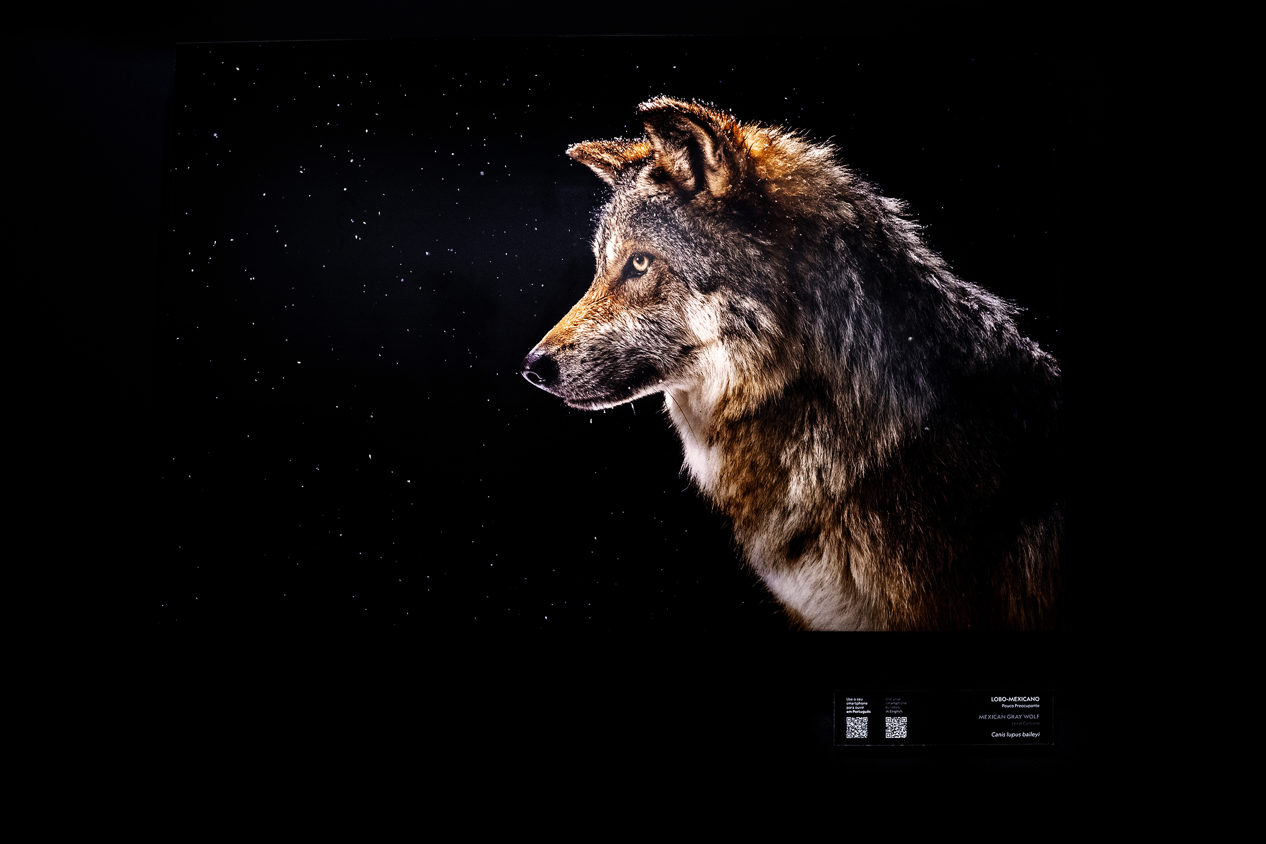 Photo Ark: Uma lobo-selfie para contrariar o mito do lobo mau