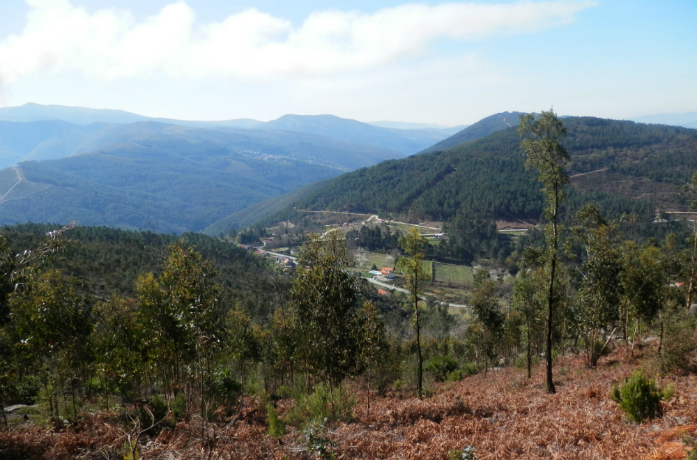 Quercus defende reprogramação urgente do PDR 2020 no apoio à floresta