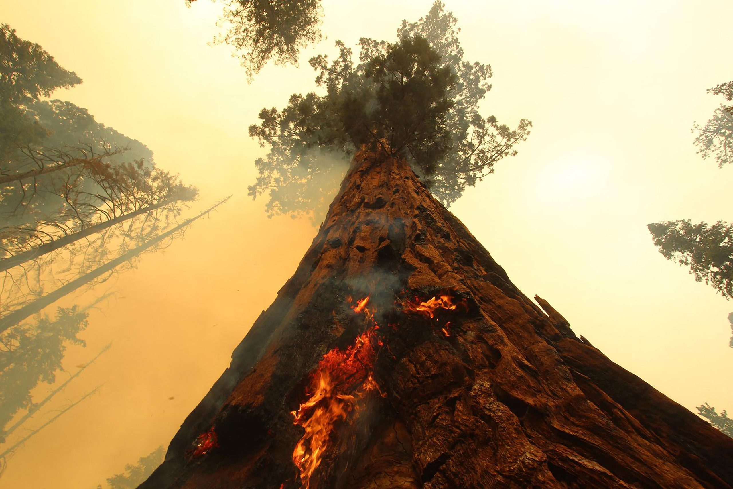 Bombeiros lutam para proteger as enormes sequoias das chamas na Califórnia
