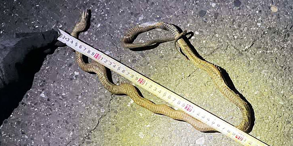Cobra interrompe a linha de comboio mais movimentada do Japão