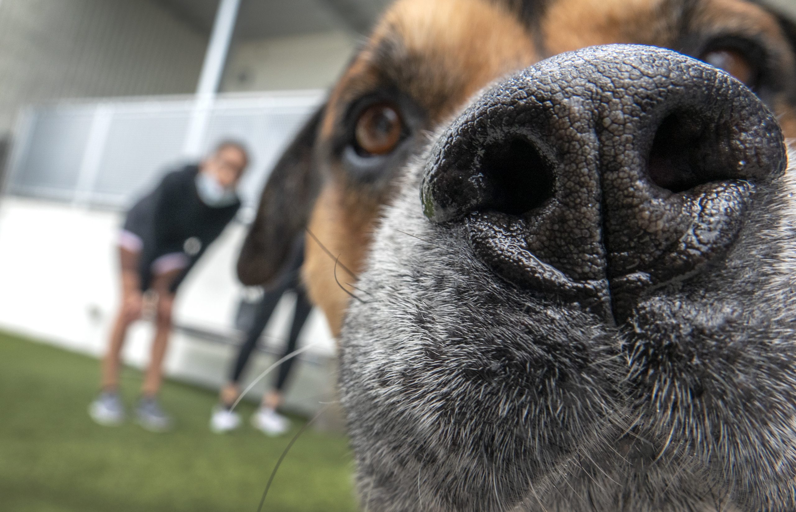 Parlamento aprova autonomização do crime de morte de um animal de companhia