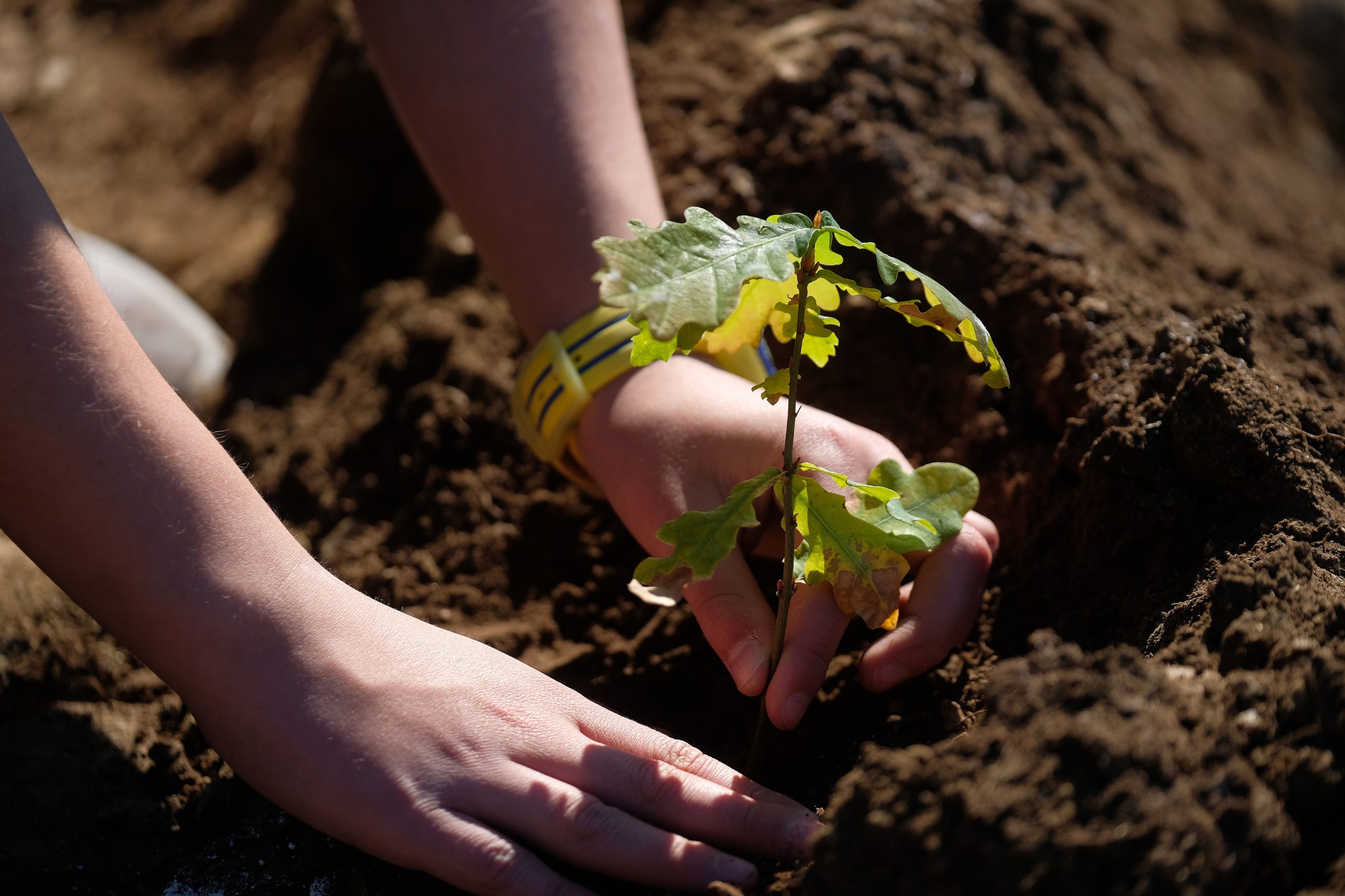 Sintra vai plantar duas mil plantas para reflorestar Serra da Carregueira