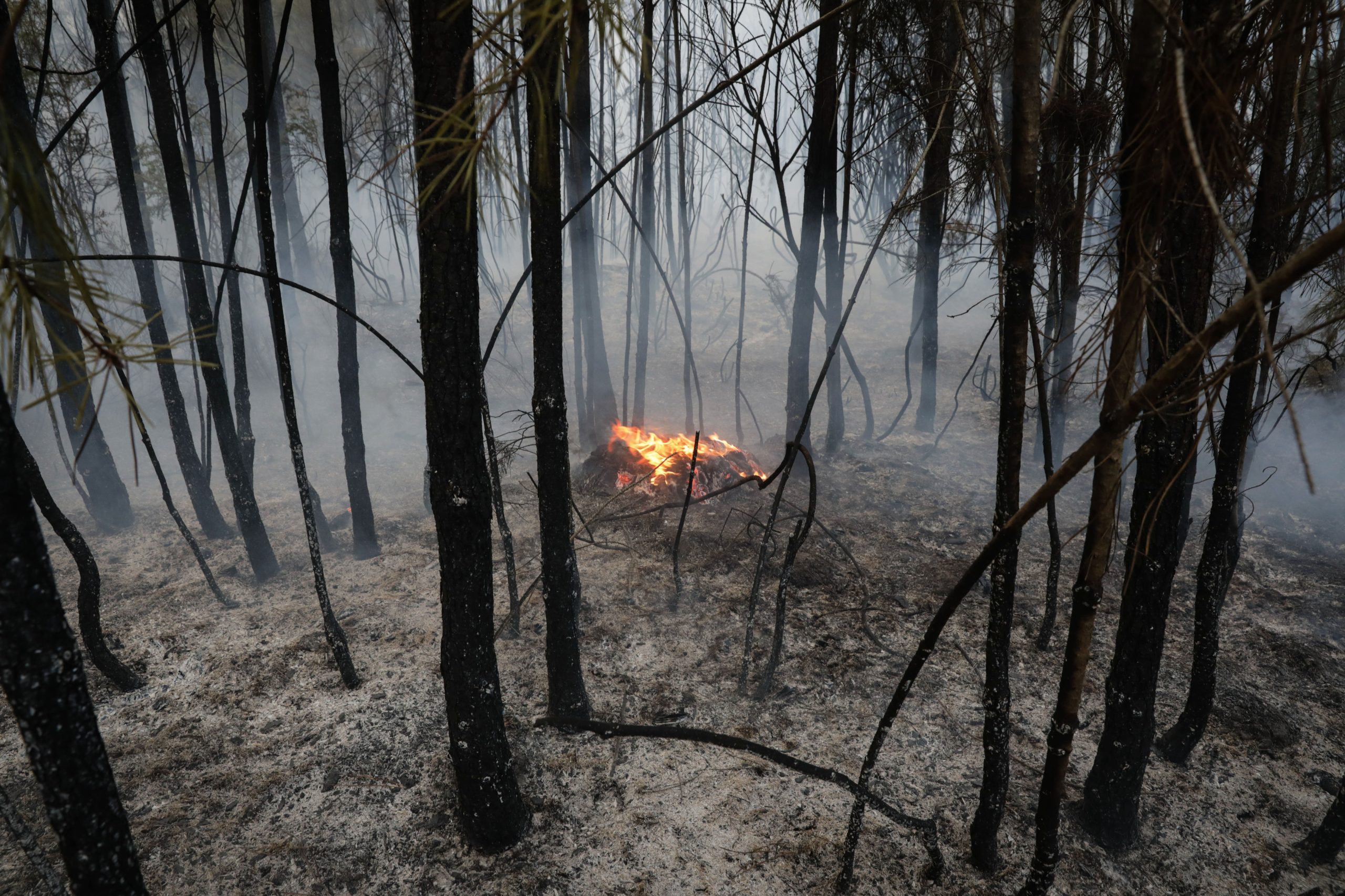 Familiares das vítimas de incêndios de outubro exigem relatório “Xavier Viegas”