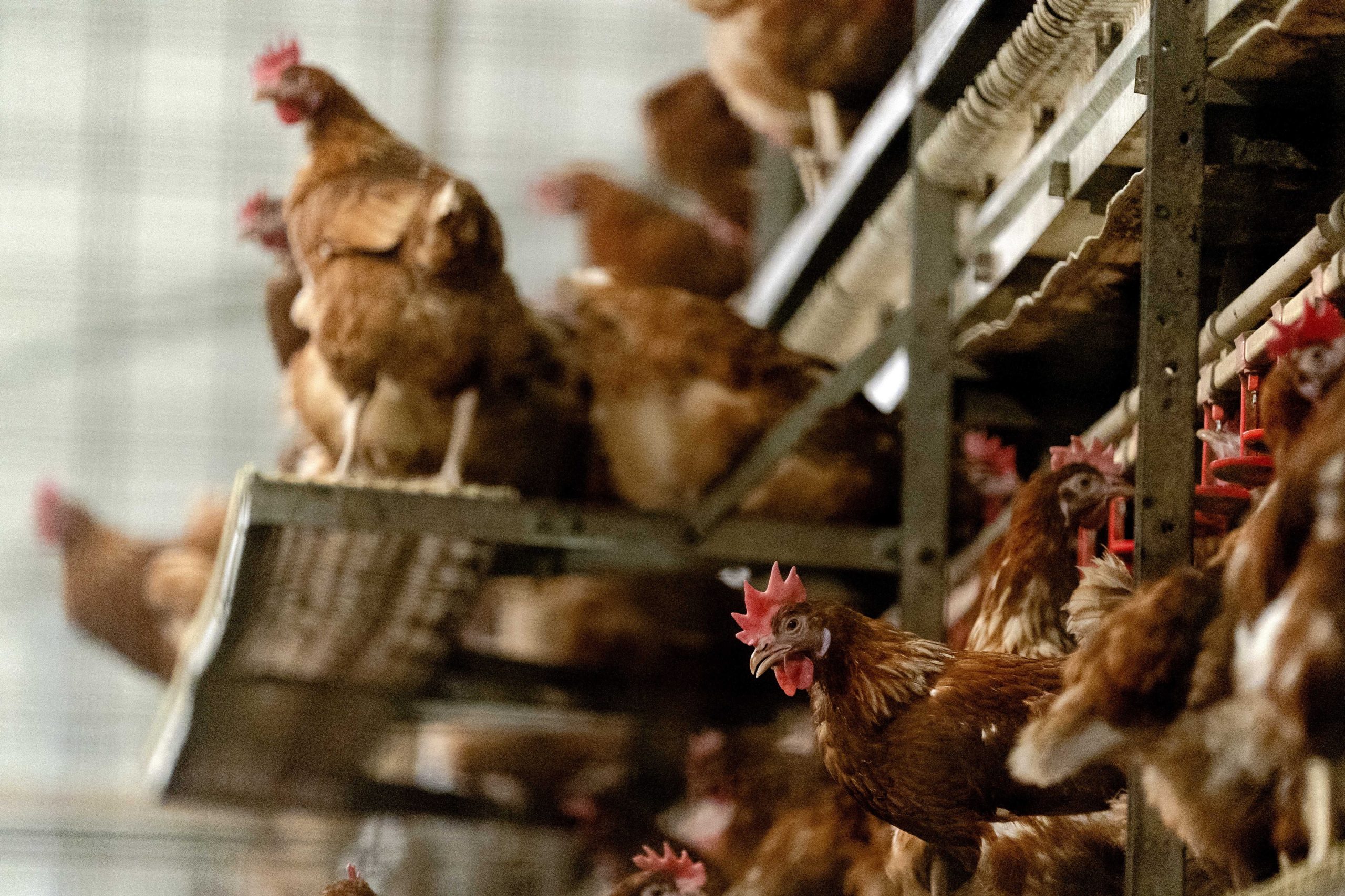 França contabiliza 61 focos de contaminação de gripe das aves
