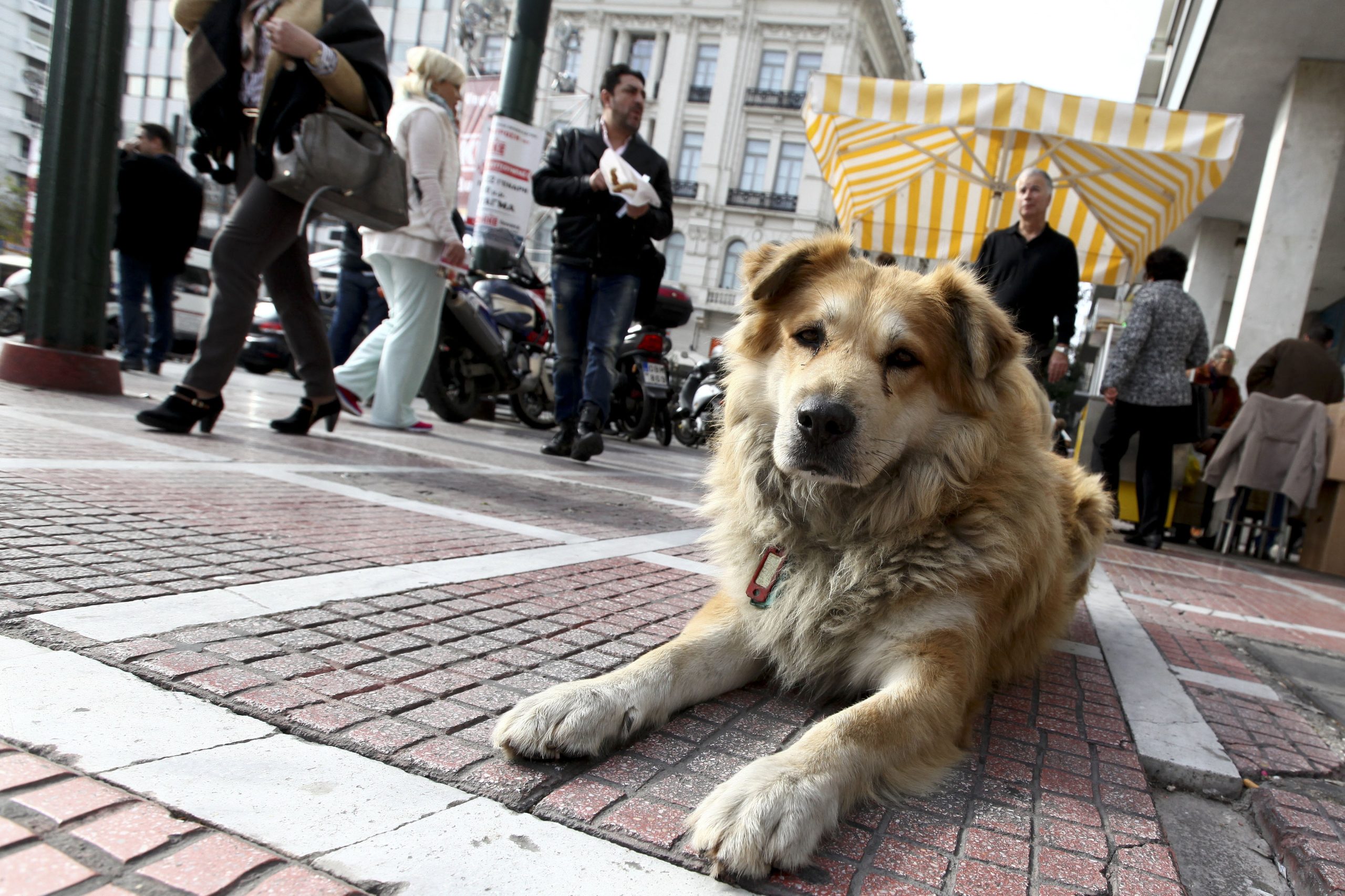 Calor. Provedora dos Animais de Lisboa recomenda proteção