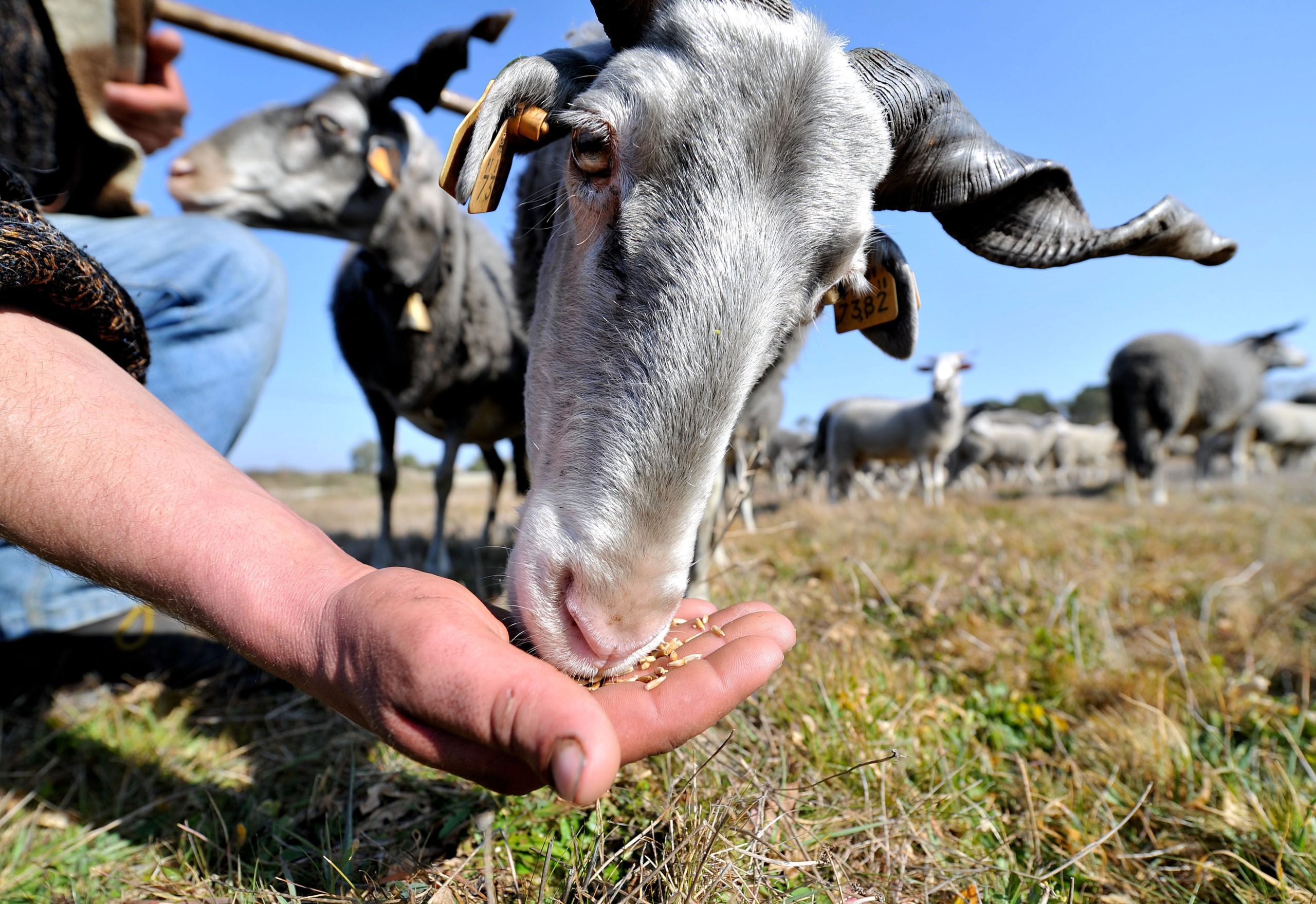 Ilha italiana foi invadida por cabras selvagens e o autarca local está a oferecê-las