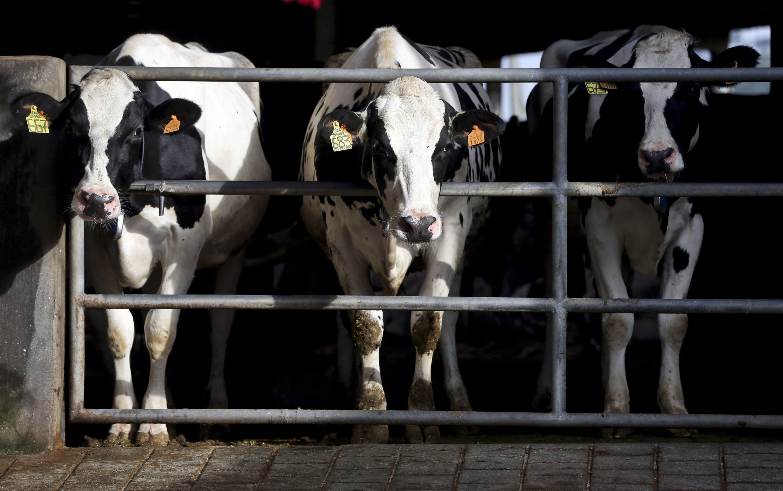 Incêndio numa quinta mata mais de 18 mil vacas no Texas