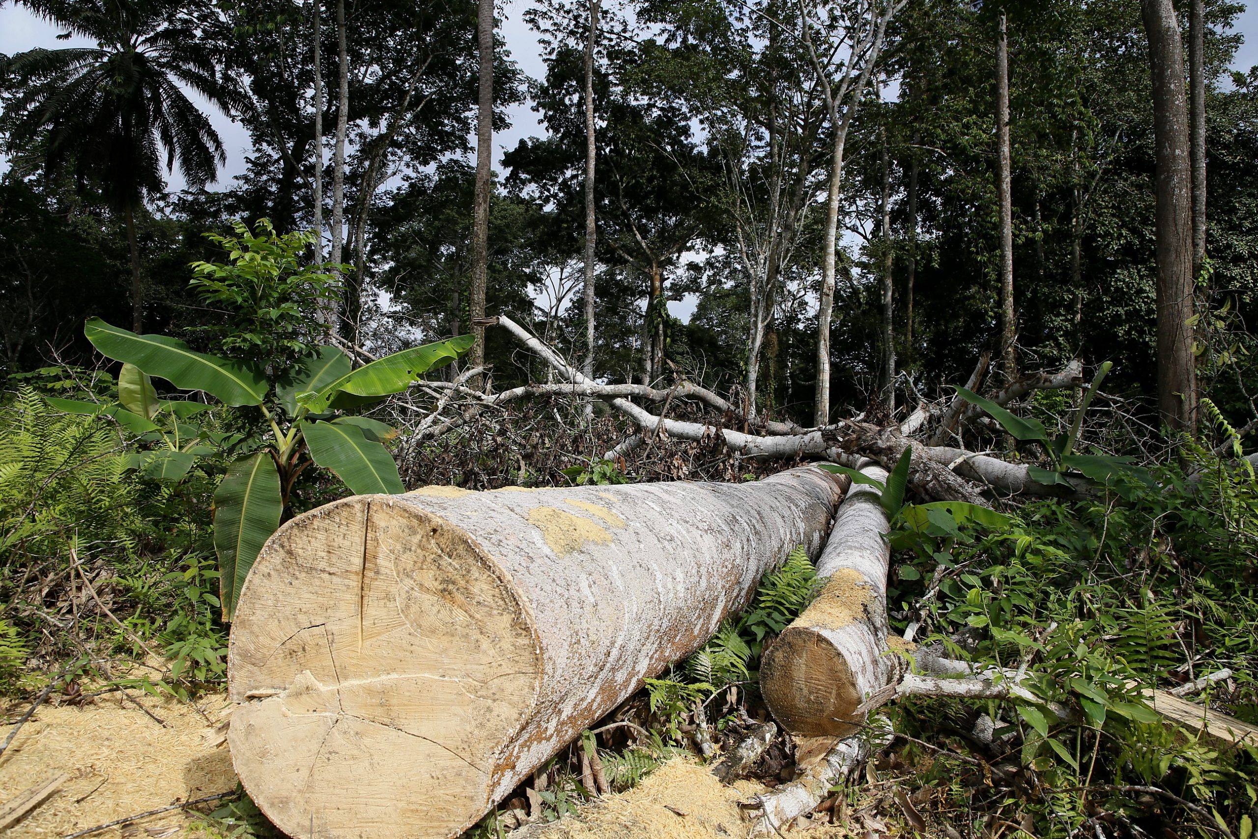 COP26. Líderes mundiais prometem deter desflorestação até 2030