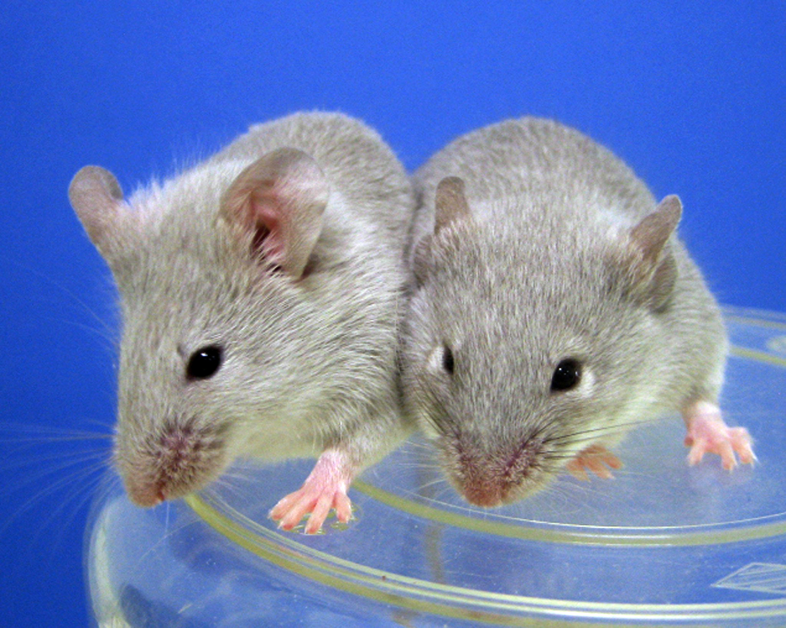 Gene descoberto em macacos e ratos pode funcionar como antiviral para bloquear HIV e ébola