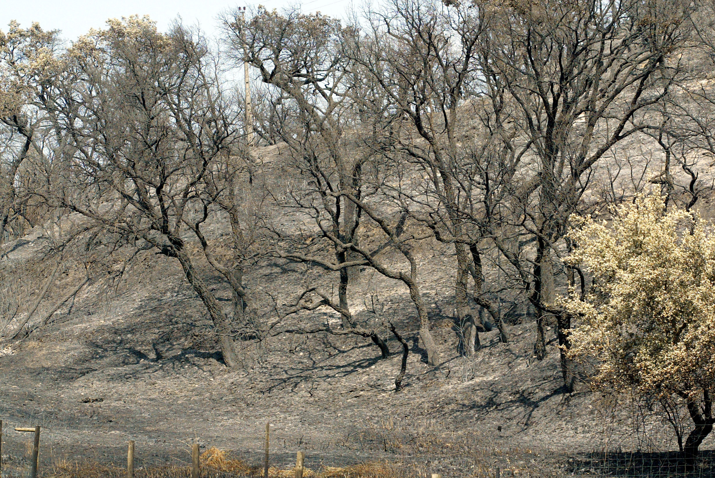 Proteção Civil alerta para o risco de incêndios rurais durante o fim de semana