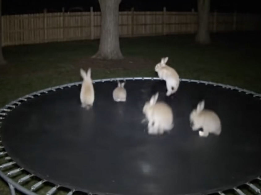 Coelhos a saltar num trampolim. A IA voltou a atacar e enganou milhões