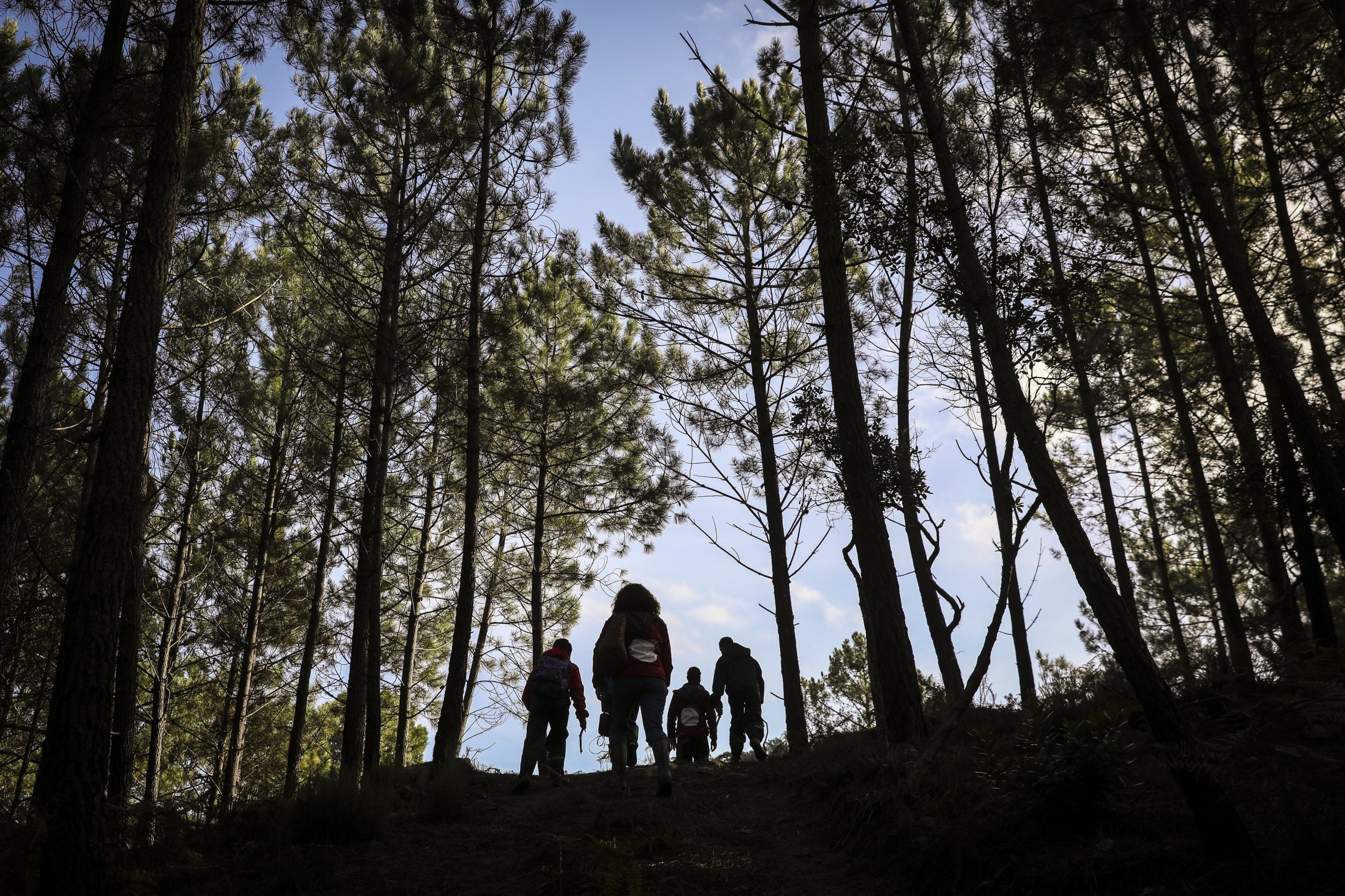 Portugueses desafiados a enviar a Costa postal por floresta mais sustentável
