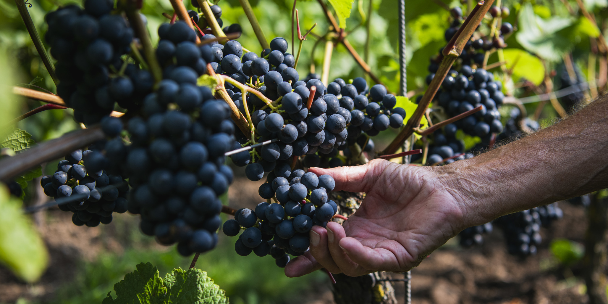 Produzir vinho nos países nórdicos, uma aventura com mais suor do que vindima Produzir vinho nos países nórdicos, uma aventura com mais suor do que vindima