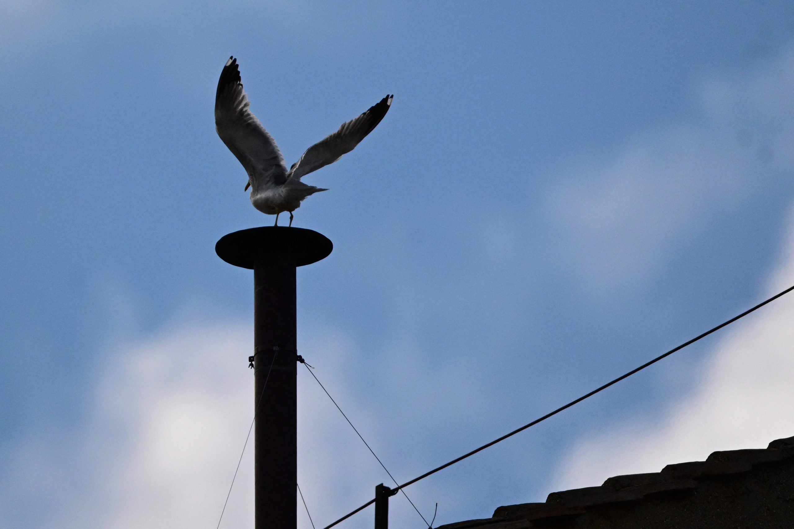Chaminé e… gaivotas. Aves roubam atenções na Praça de São Pedro