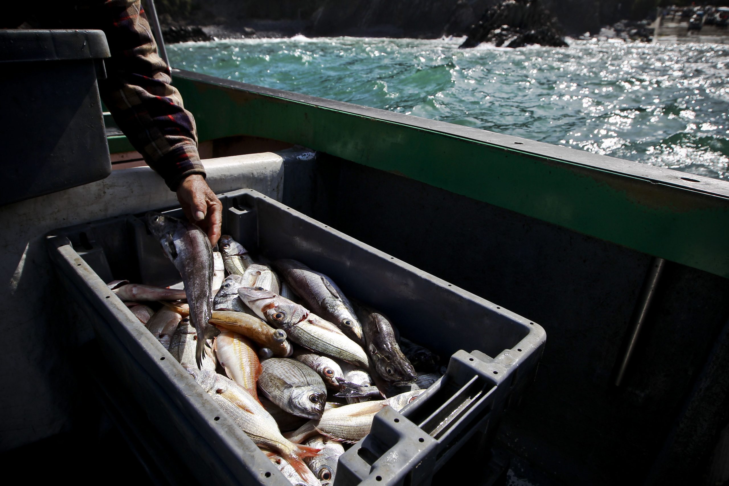 Bruxelas propõe subida na pesca de tamboril e cortes na pescada para 2017