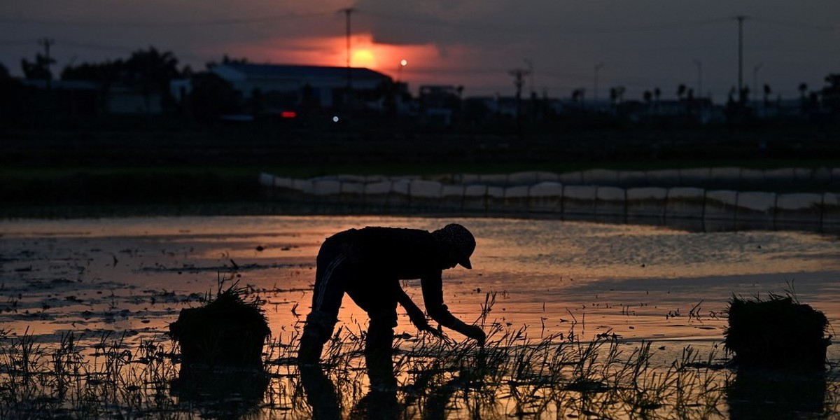Seca: Produção de arroz no litoral alentejano deve aumentar apesar da falta de água