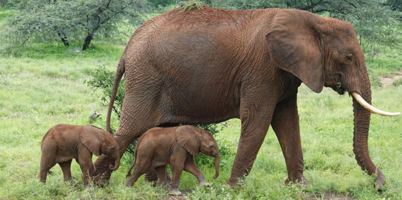 Mãe Elefante dá à luz gémeos. Fenómeno representa apenas 1% dos nascimentos da espécie