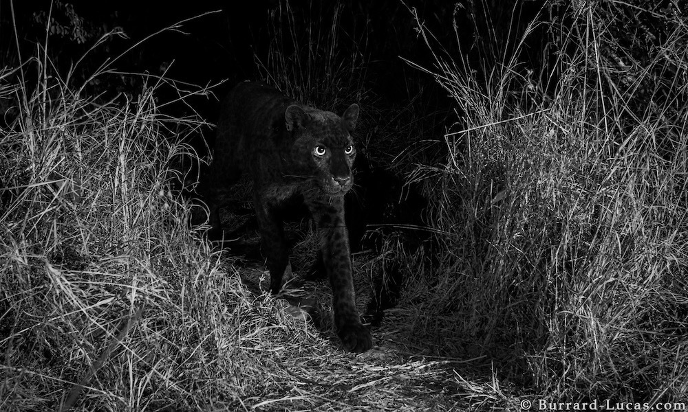 Mais de um século depois, alguém conseguiu fotografar um leopardo preto