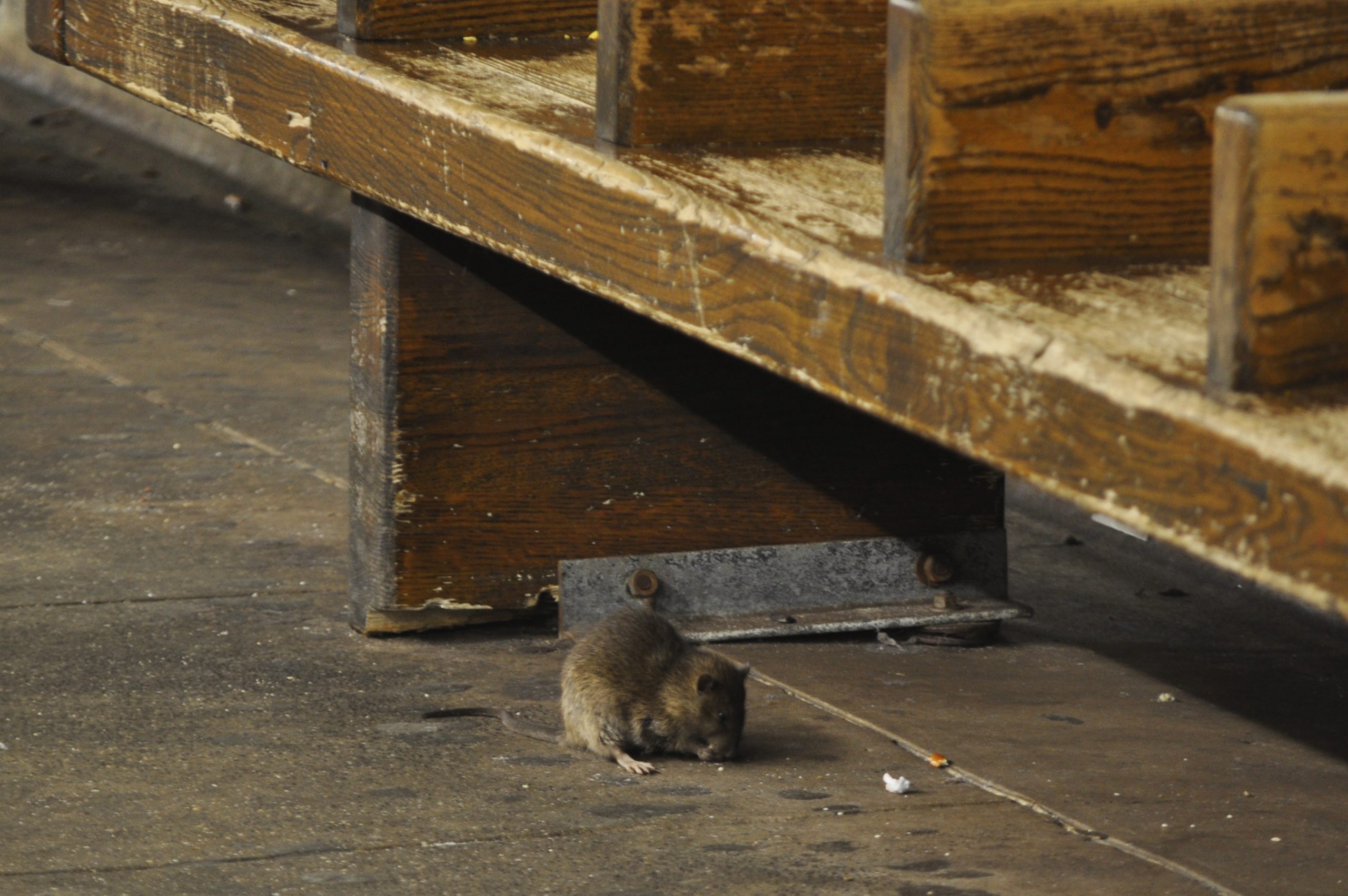 Nova Iorque realiza cimeira nacional. Qual é o tema? Acabar com os ratos na cidade