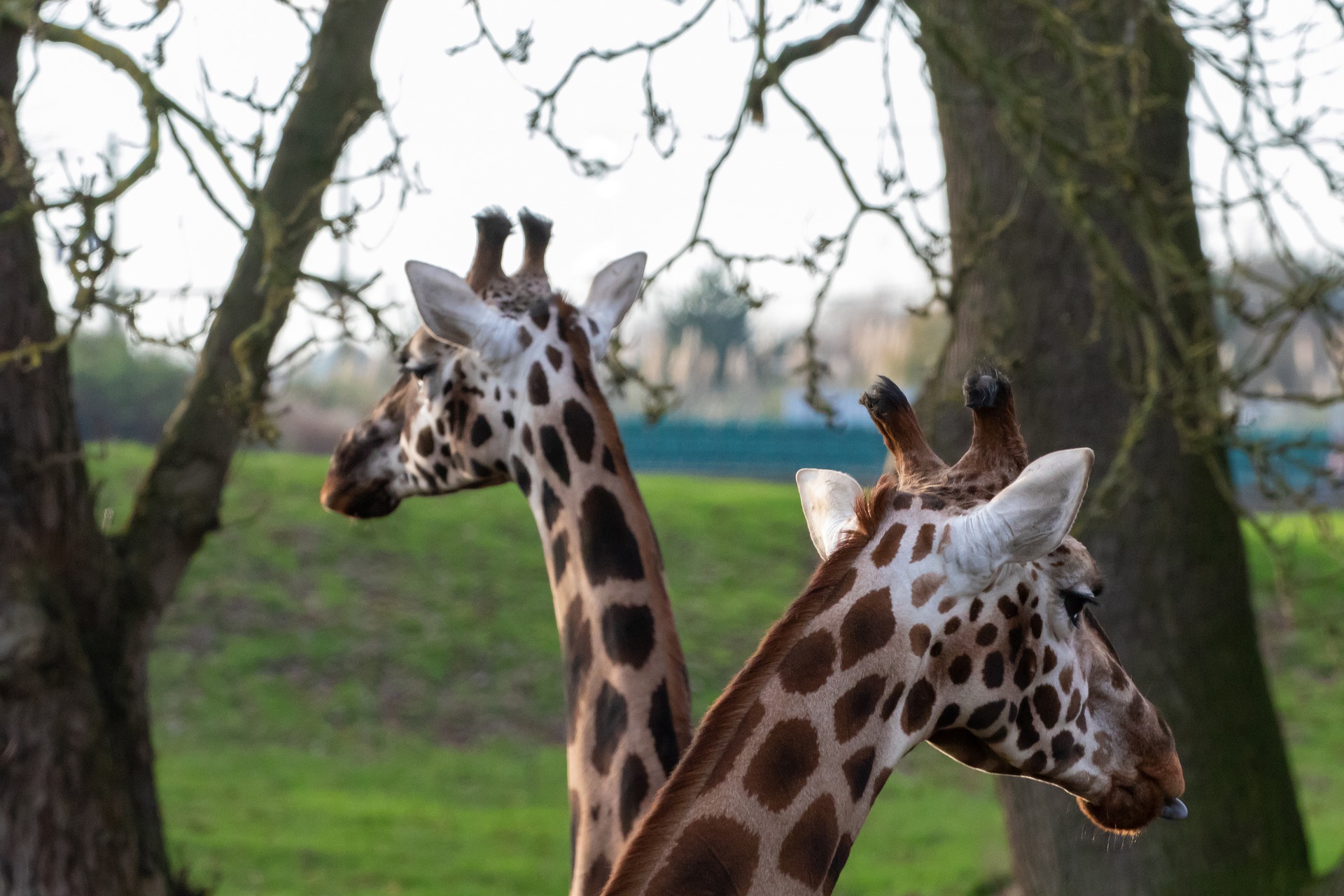 Duas girafas morreram eletrocutadas na região ocidental do Quénia