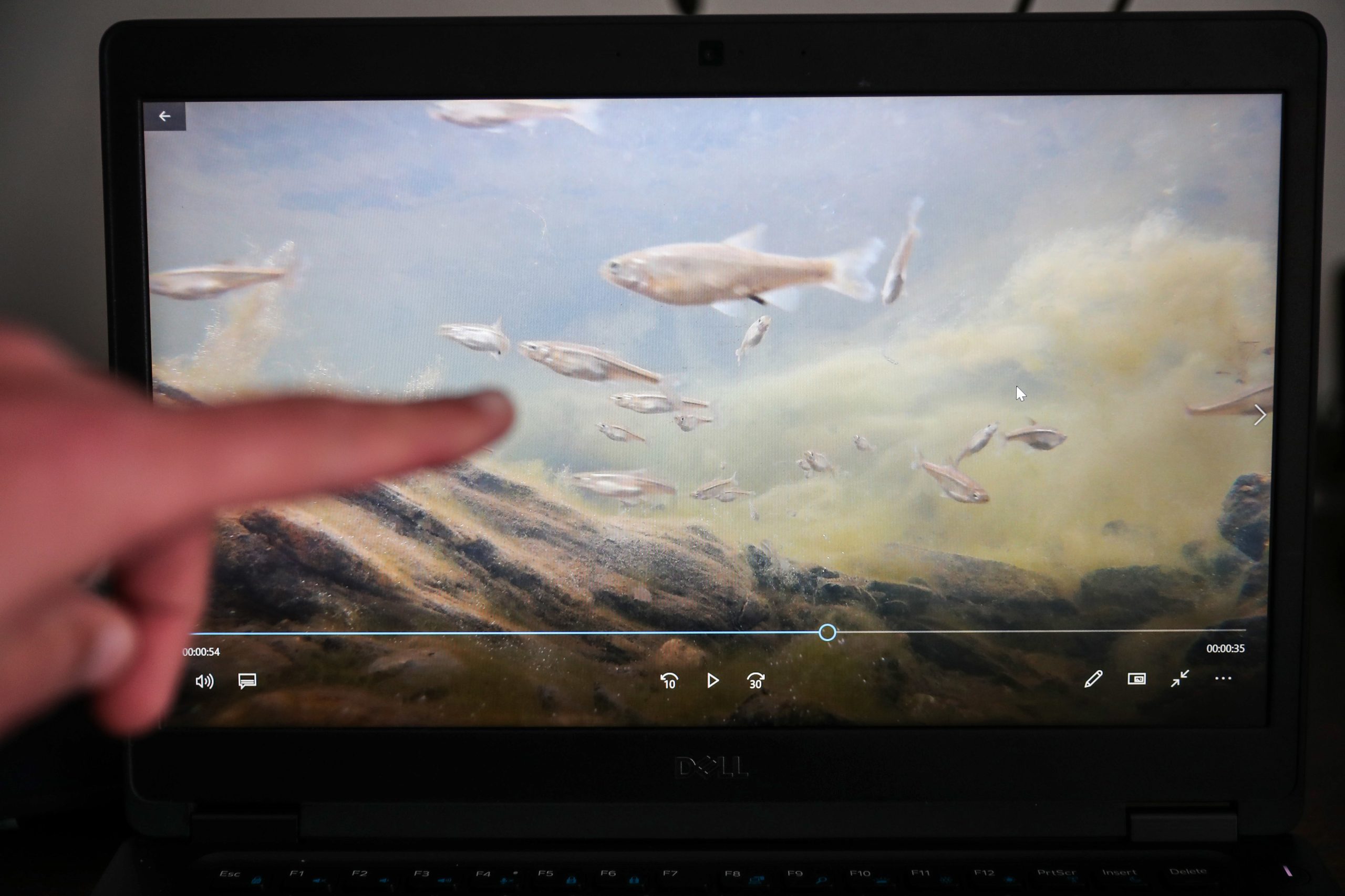 Mais de metade dos peixes dos rios portugueses estão em risco de extinção