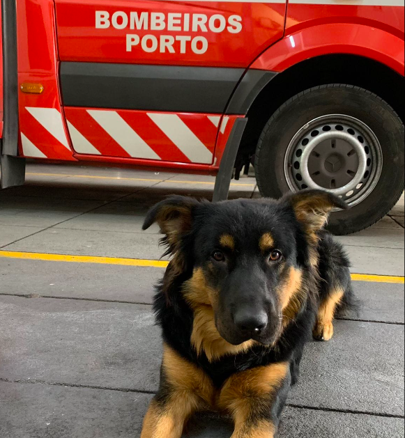 Bombeiros Voluntários do Porto pedem ajuda para encontrar Porto, a sua “mascote”