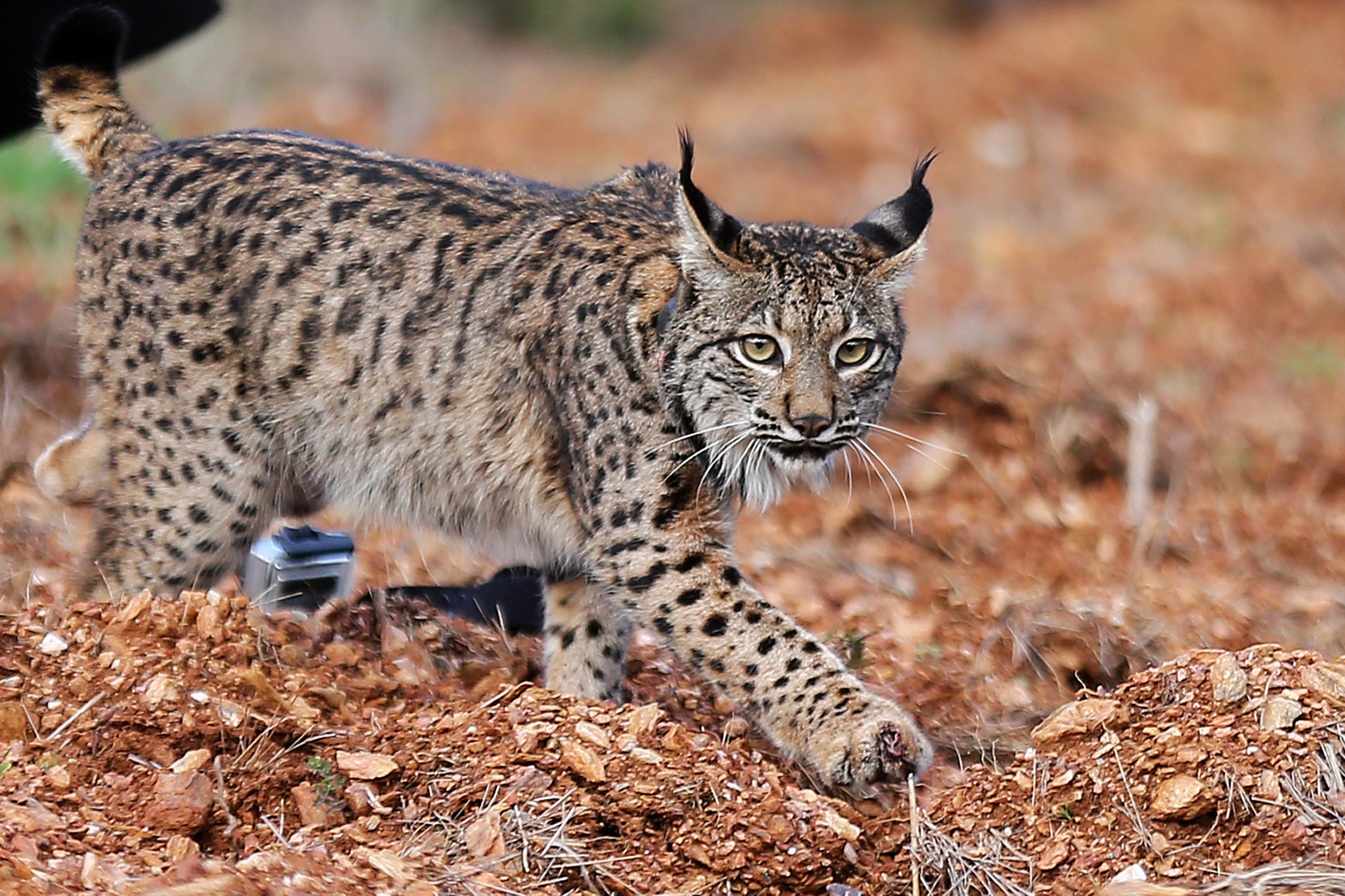 É no Vale do Guadiana que nascem mais linces em toda a Península Ibérica