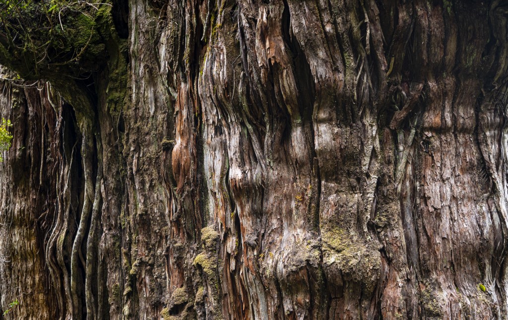 O que ensinam as árvores? Natureza inspira um método mais rápido e eficiente de impressão 3D
