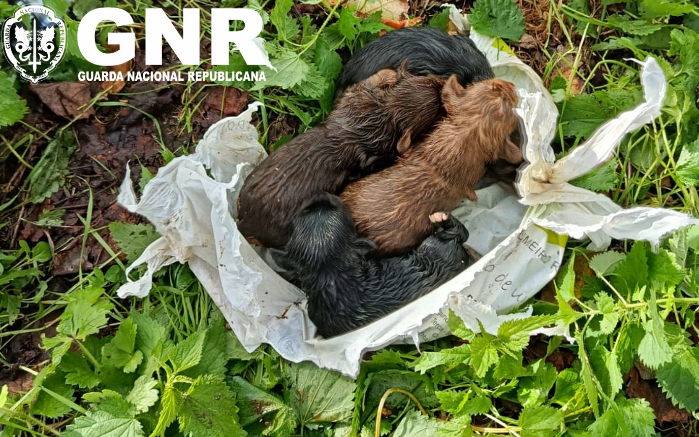 cães GNR
