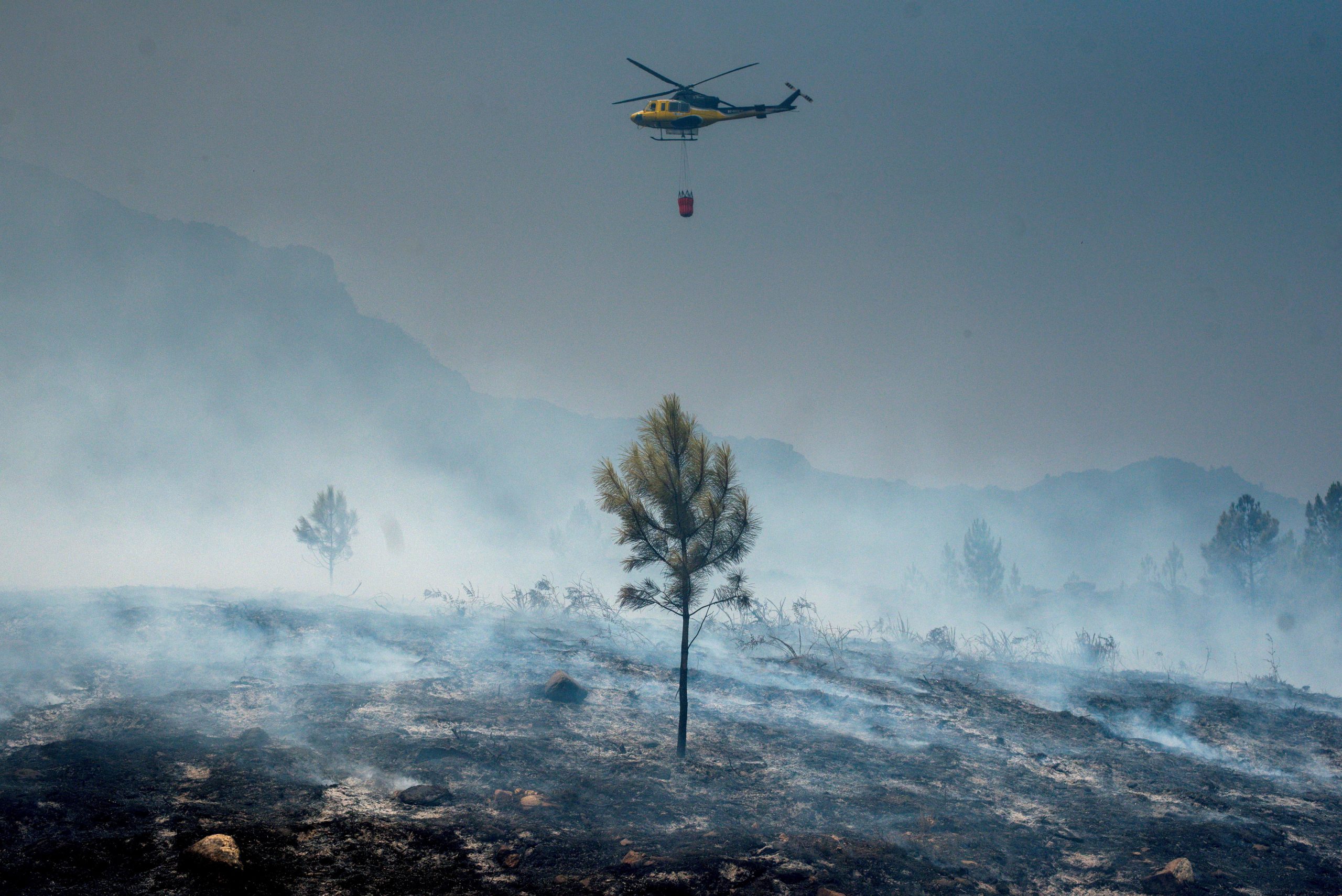 Incêndios: “Temo que o país não esteja suficientemente preparado para evitar aquilo que já aconteceu há três anos”, alerta especialista em floresta