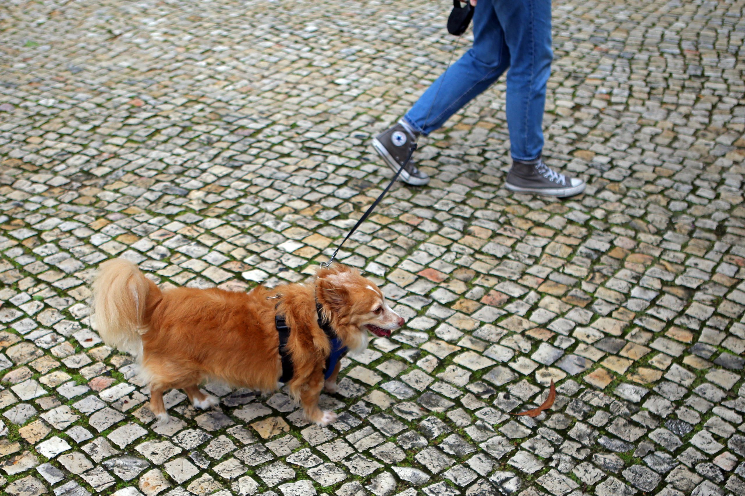 Veterinários consideram “erro histórico” transferência de competências dos animais de companhia para o Ministério do Ambiente
