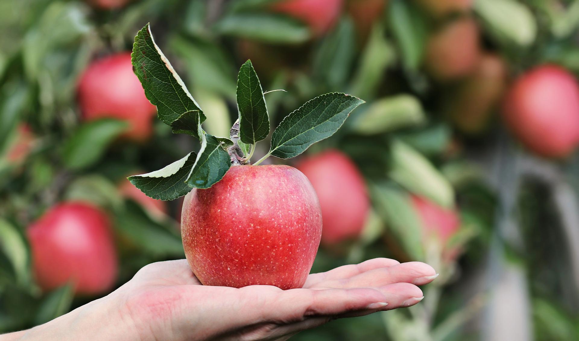Um terço das crianças não tem acesso a fruta ou hortícolas gratuitas na escola