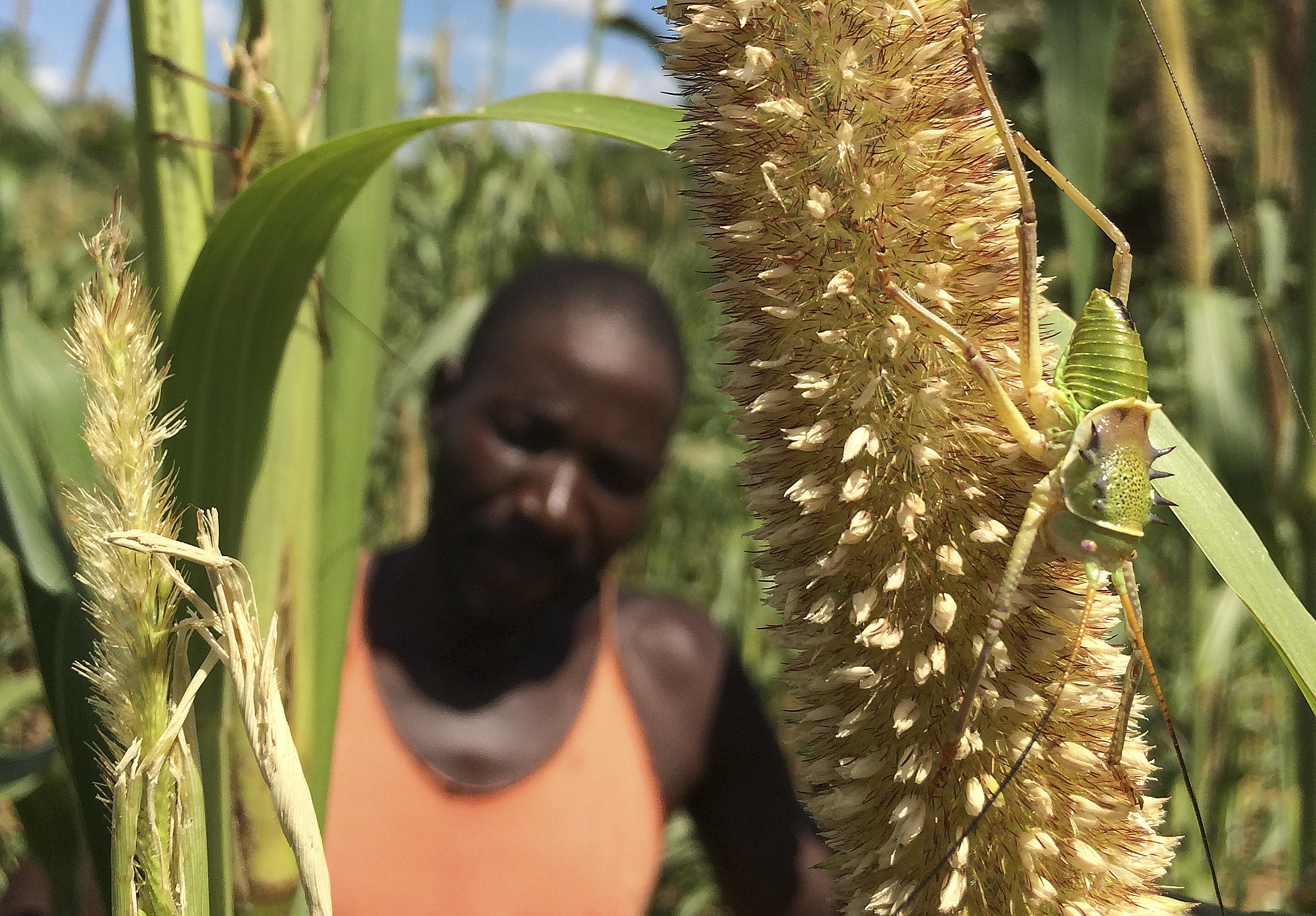 Cerca de 2,1 milhões de pessoas enfrentam risco de fome em Moçambique