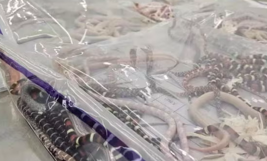 Homem transportou mais de 100 cobras vivas nos bolsos das calças para contrabando