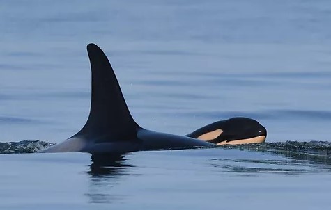 Há mais orcas na costa portuguesa ou apenas mais olhos no mar?