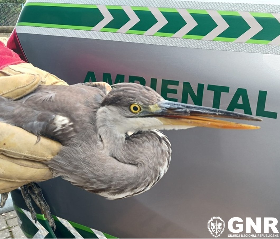 Garça-real ferida resgatada em Pombal pelo SEPNA