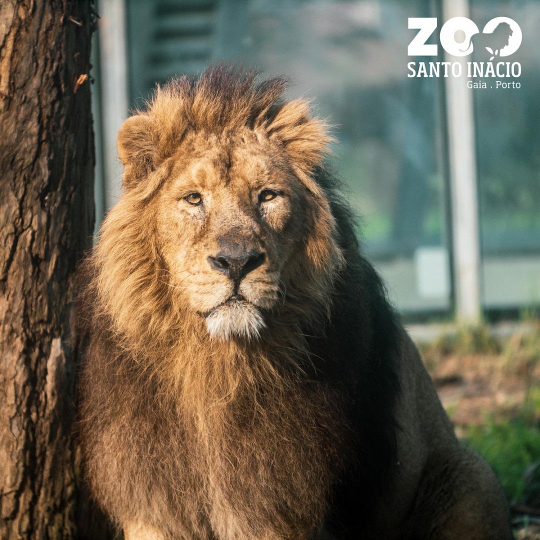 Covid-19: Zoo de Gaia sem “crianças a correr” garante com dificuldades “mimos” aos 600 animais