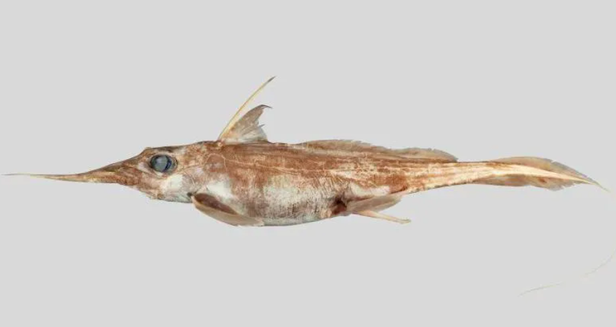 Novo “tubarão fantasma” descoberto na Nova Zelândia