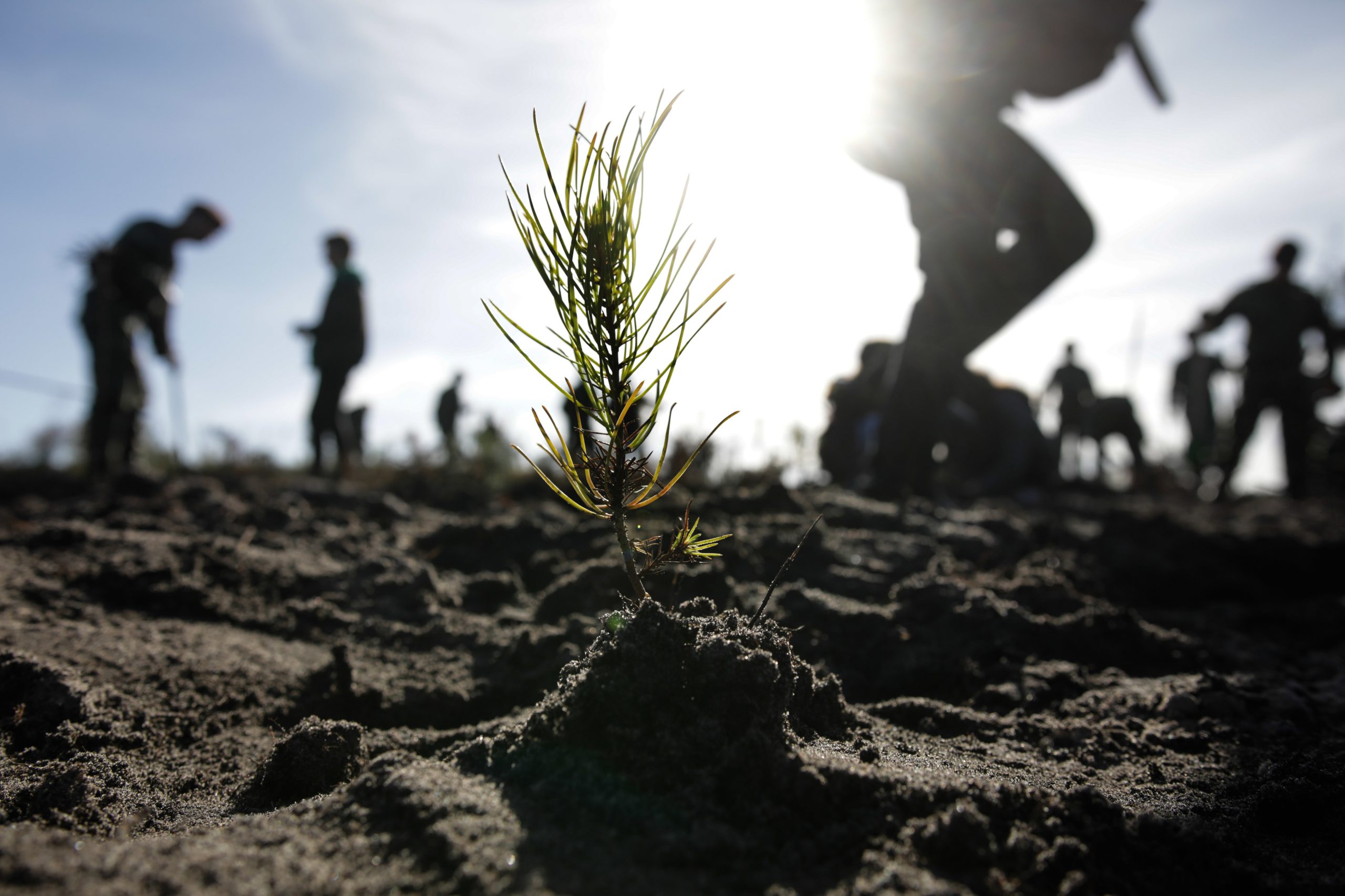 Plantadas cerca de 3,3 milhões de árvores na Mata Nacional de Leiria