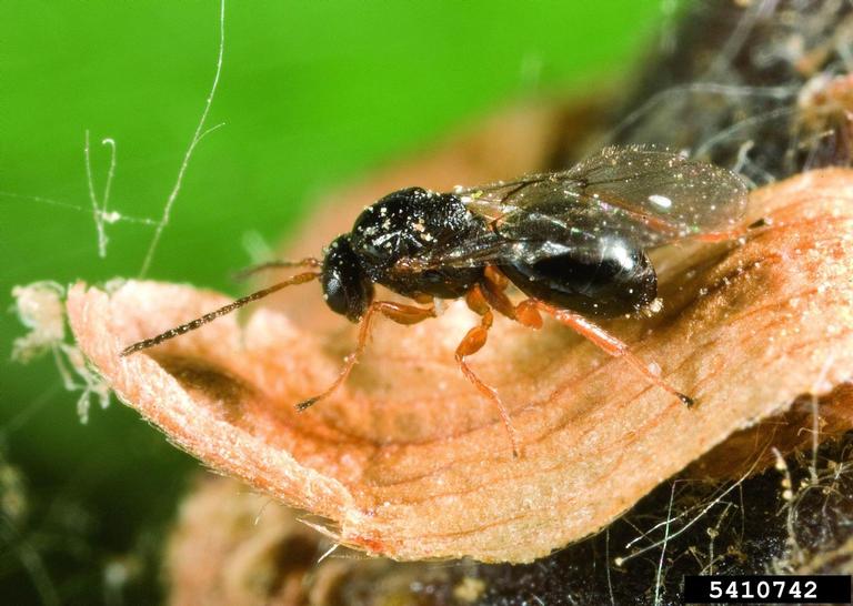 Vinhais alerta para burlas com falso tratamento para vespa das galhas do castanheiro