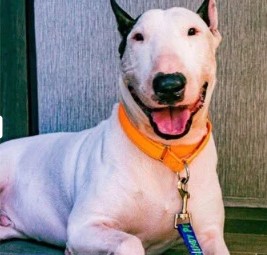 Jovem detido após abandonar cão durante passagem do furacão Milton na Flórida