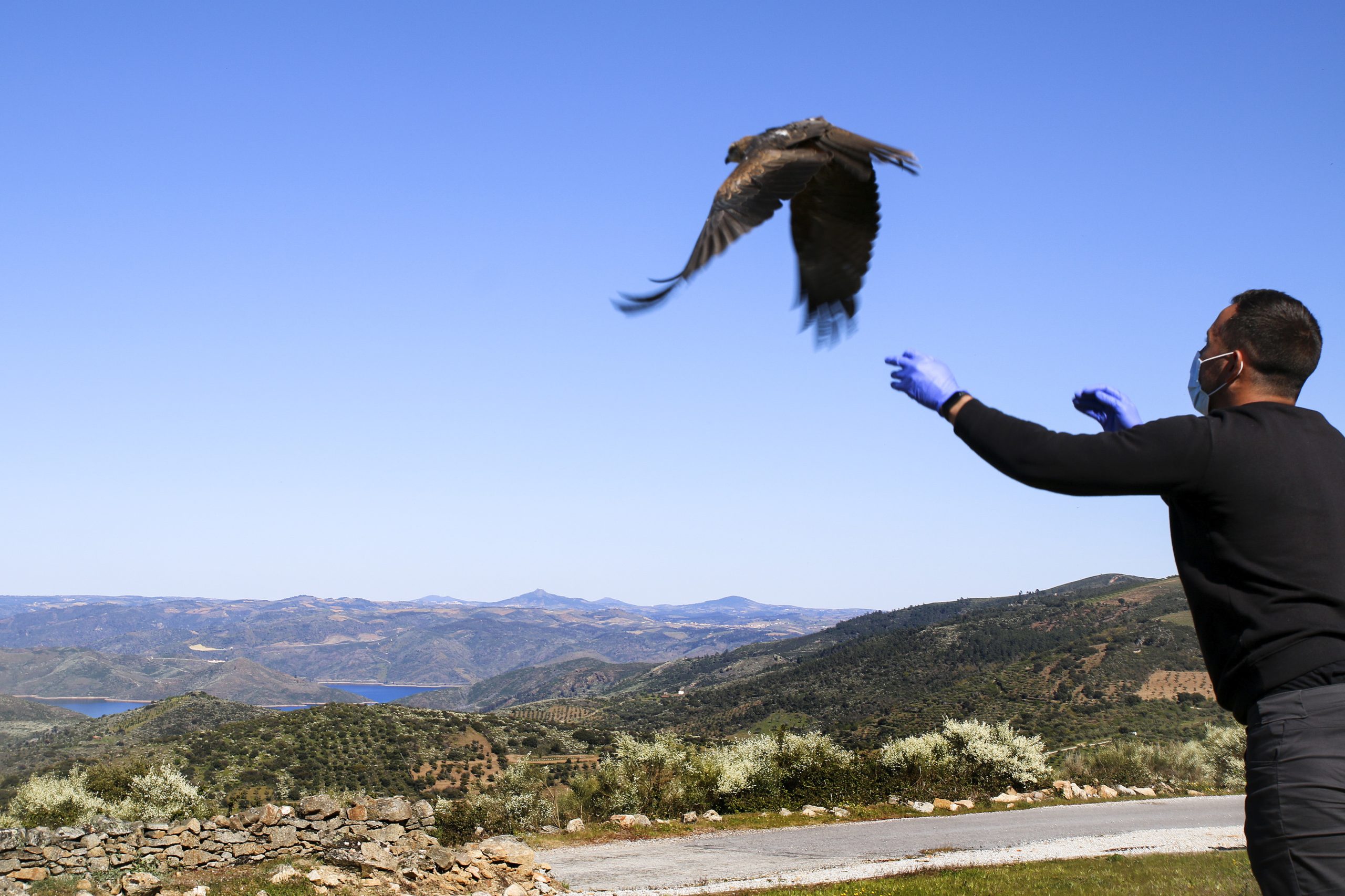 Chegam doentes e são treinadas num túnel de voo. Pelo trabalho deste centro, 250 aves voltaram à natureza