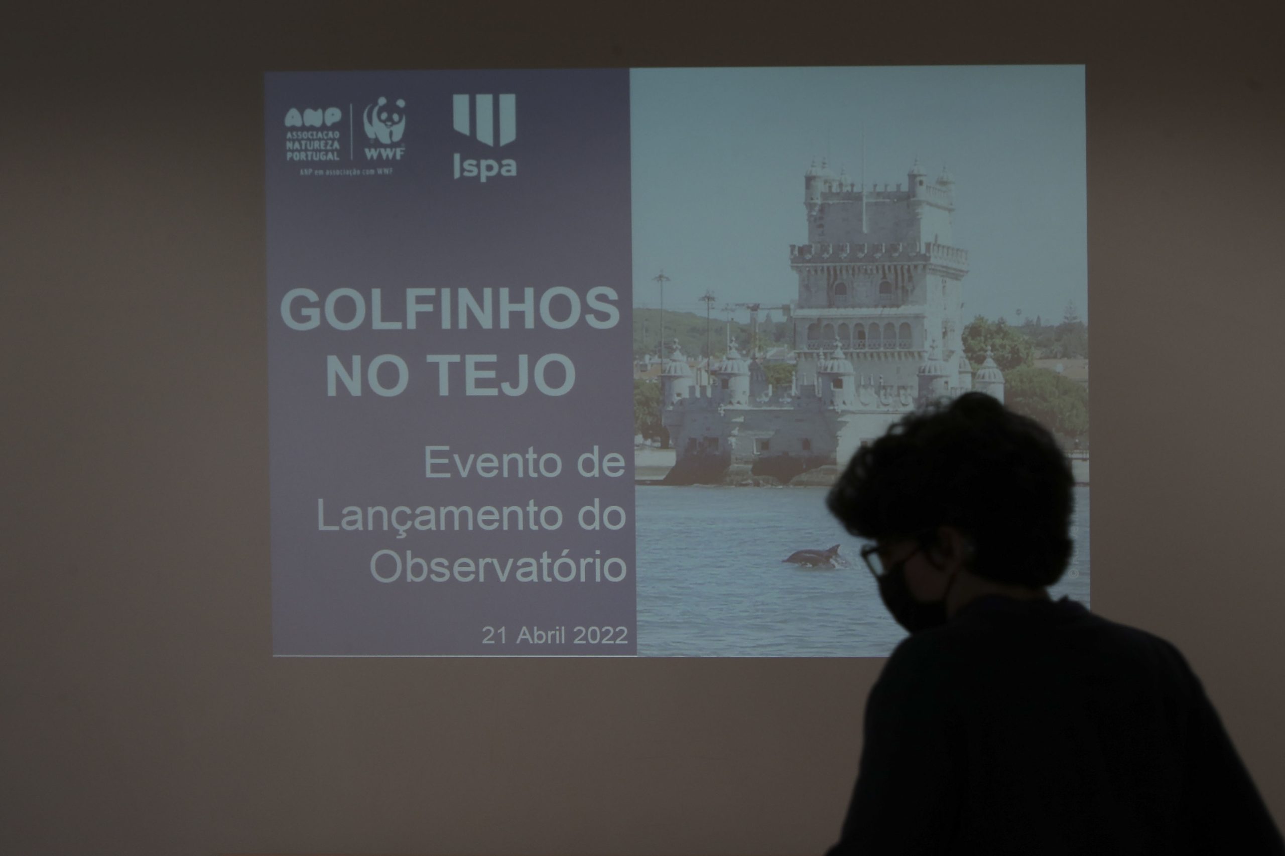 O que sabemos sobre os golfinhos que visitam o estuário do Tejo?