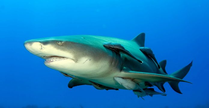 Ambientalistas querem fim de pesca de tubarão no acordo entre Cabo Verde e UE