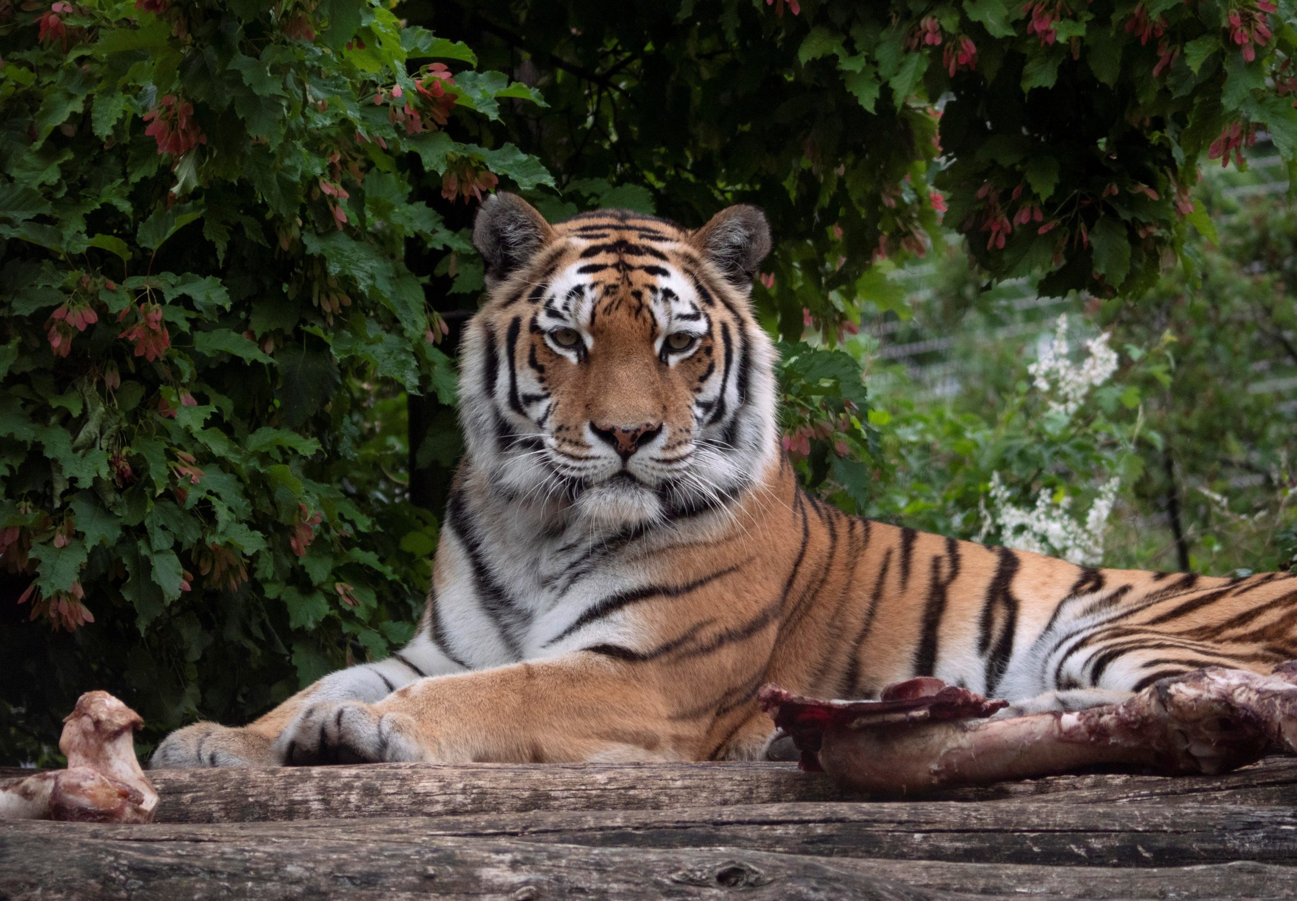 Tigre mata tratadora no jardim zoológico de Zurique