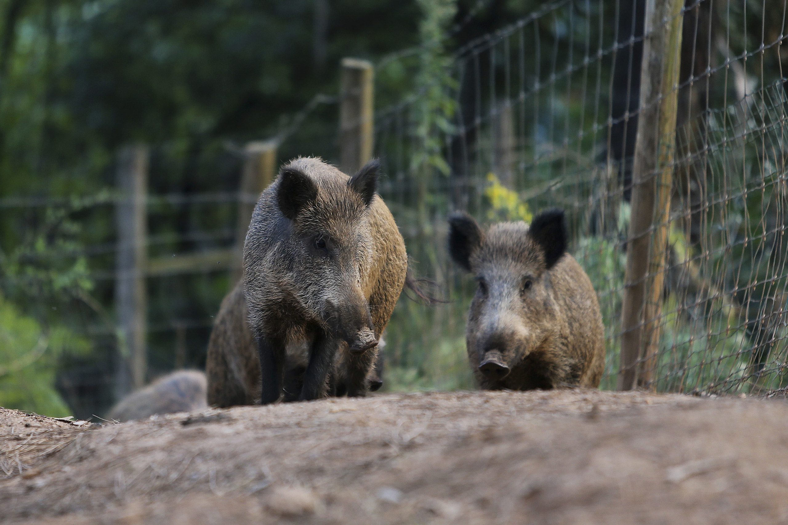 Instituto da Conservação da Natureza e das Florestas reconhece aumento de javalis em Portugal