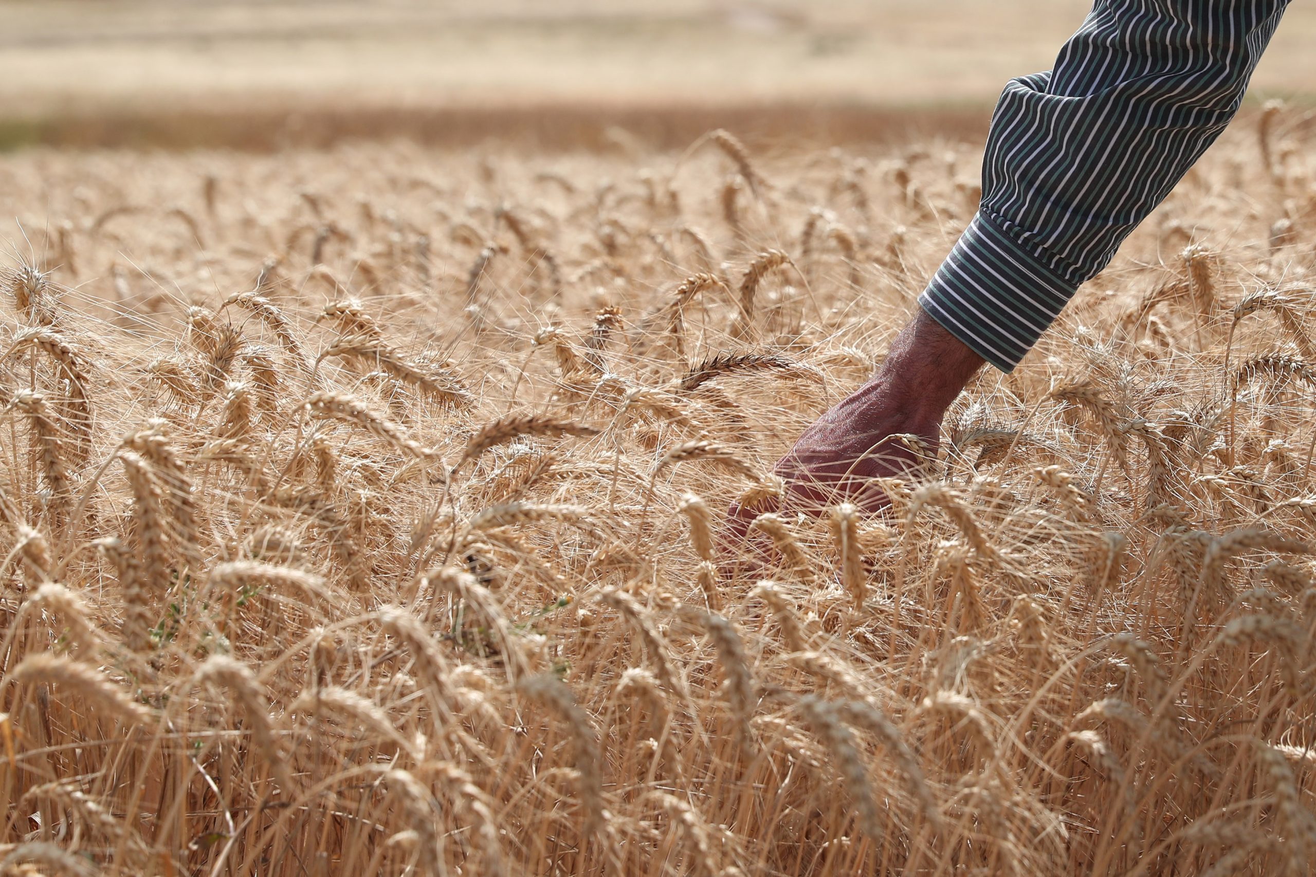 Práticas comerciais desleais na cadeia agrícola e alimentar com novas regras a partir de novembro
