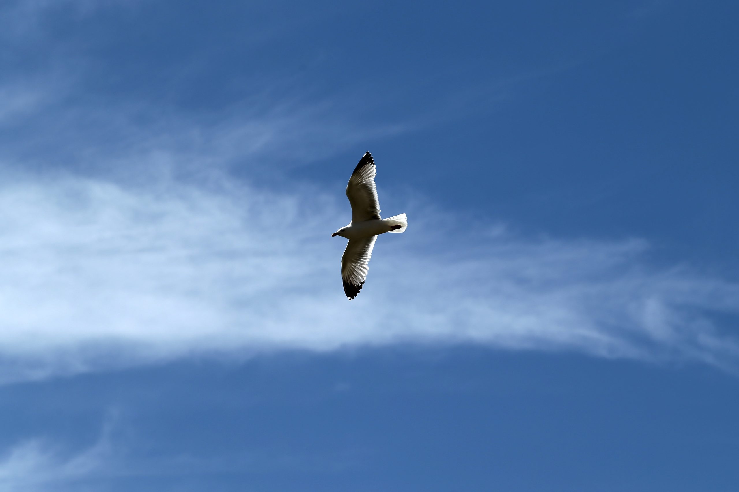 Avião que colidiu com gaivotas em Ponta Delgada deverá voltar a operar quarta-feira