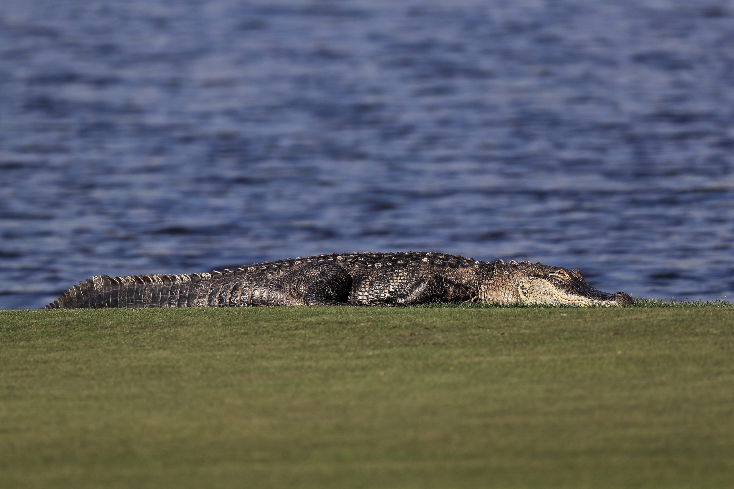 Jogador de futebol morre em ataque de crocodilo em Moçambique