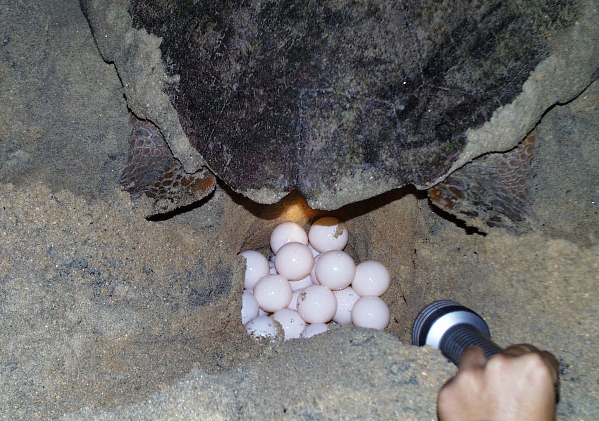 Temporada positiva para as tartarugas em Cabo Verde, mas organizações lançam alertas